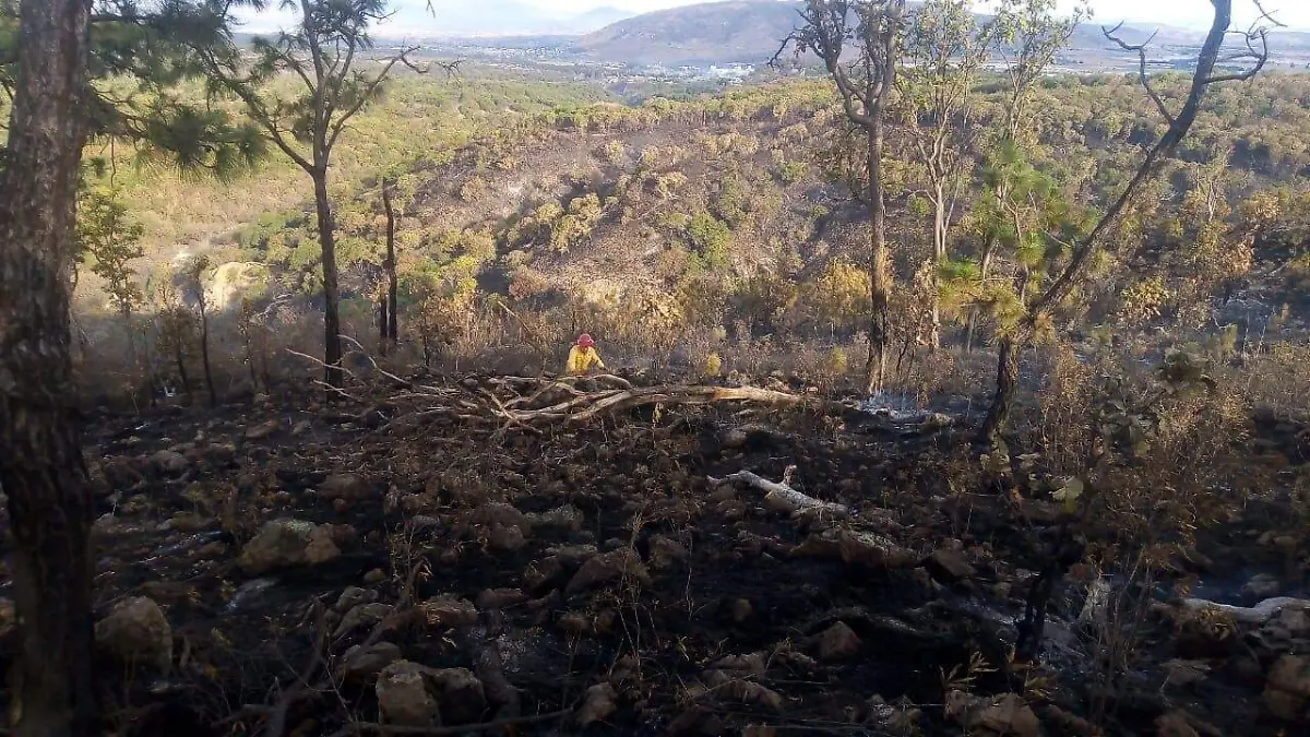 Incendio La Primavera Enrique Alfaro